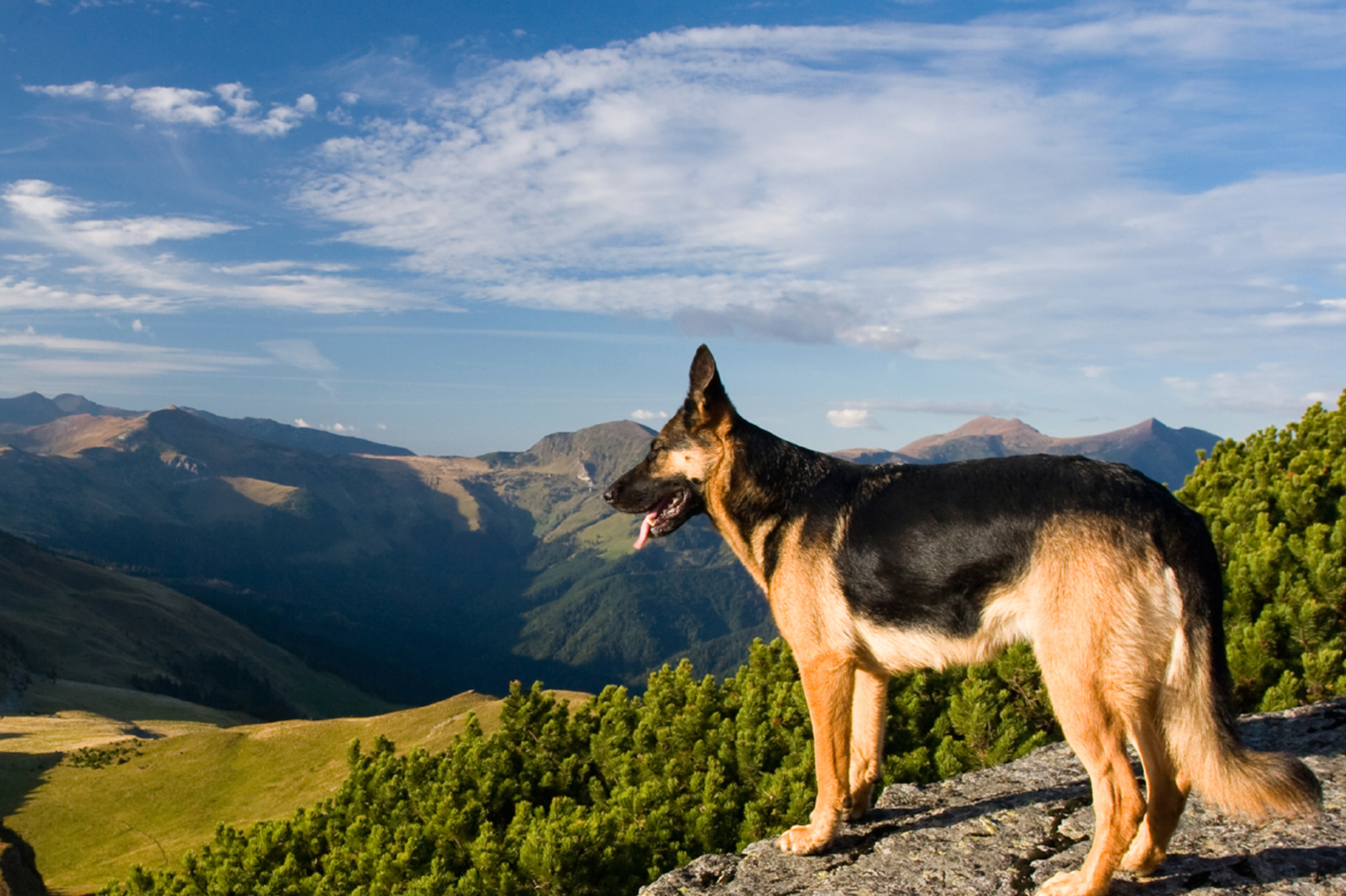 Urlaub mit Hund Niederlande » Hundefreundliche Hotels Holland TUI.ch