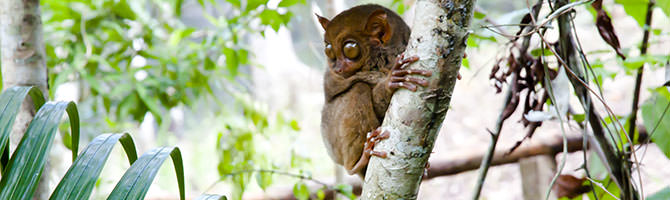 tarsier