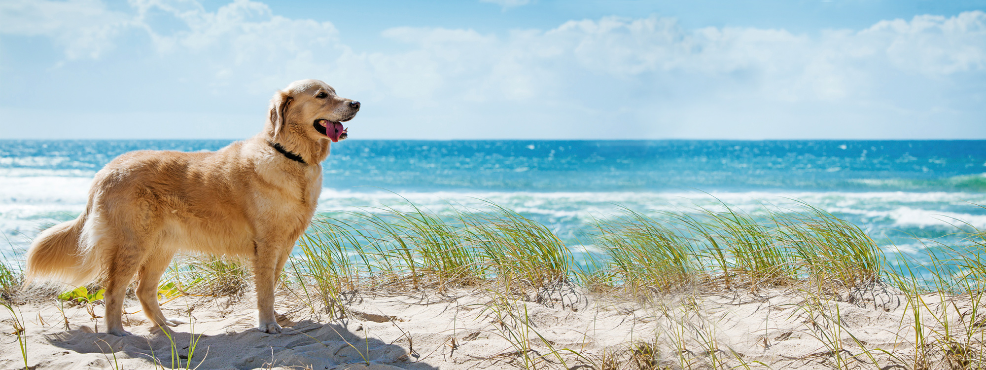 urlaub mit kind und hund am meer